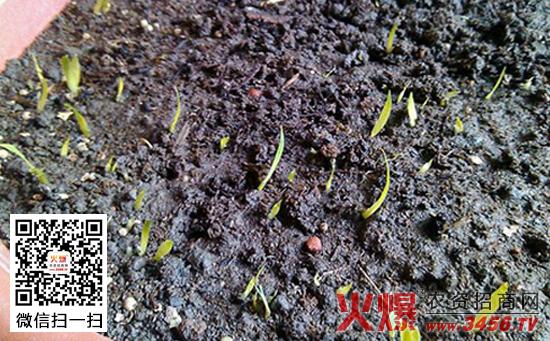 蝴蝶兰种子催芽