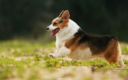 英国皇室用犬,柯基,所有证件齐全,超萌超可爱,喜欢的微信电话聊,我的