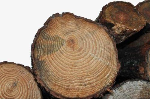 树木年轮—大自然的"活档案",它忠实地记录着自然界的变化!