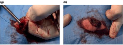 犬猫去势手术:阴囊切口与阴囊前切口_睾丸