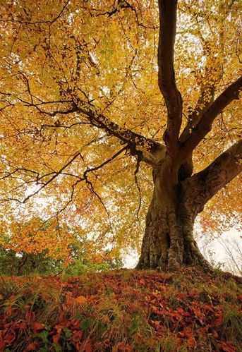 大树图片,唯美点的,谢啦.