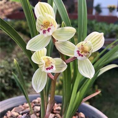 莲瓣铭品靖荷3苗