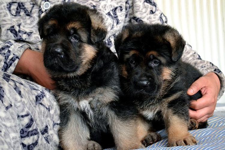 经典大头垂系德国牧羊犬,雄霸,黑神,瓦尔特优秀后代