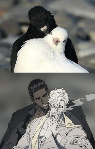 一组动物拟人黑白鸽子那张帅炸了twikangcono