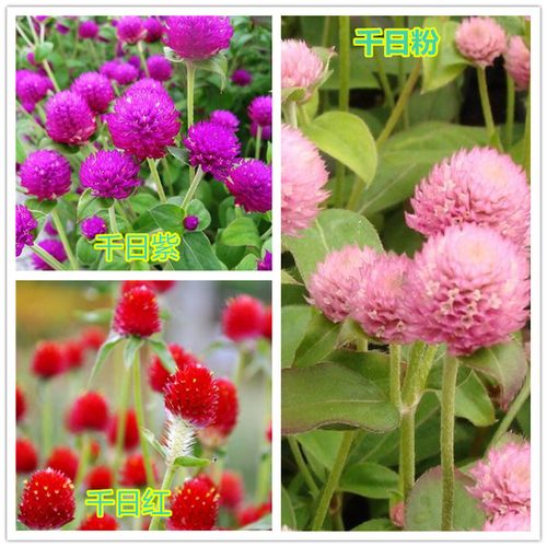 购客四季易种千日红花籽千日紫种子千日粉花卉种子盆栽庭院_易购客