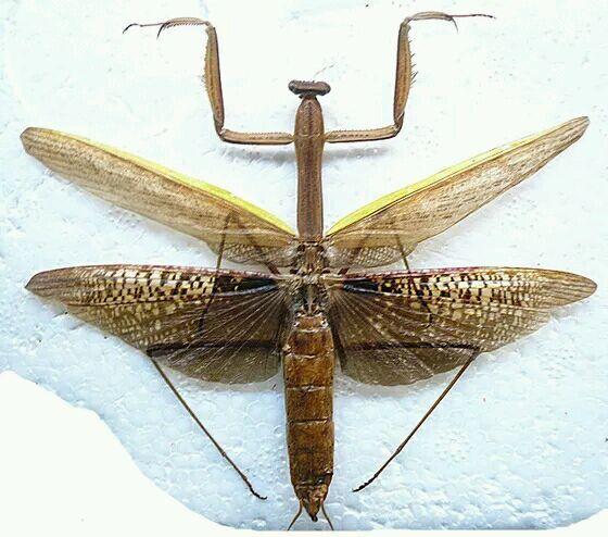 这是什么螳螂品种?