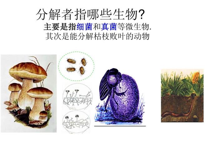 特别好,是我在网站上买的,跟您要8个财富值不为过吧 分解者指哪些生物