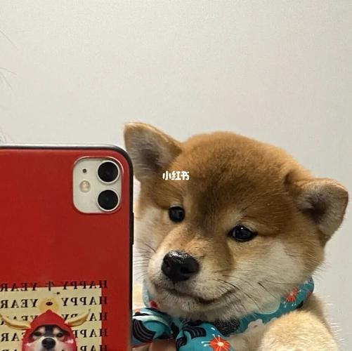 戴领巾的小奶狗 赤柴篇_情侣头像_广州攻略_宠物_我家宠物好可爱