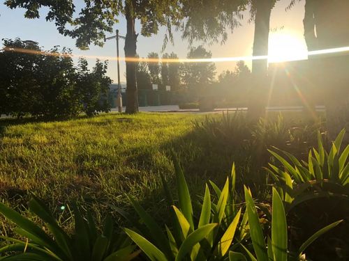 洒满清晨阳光的政法校园久违了