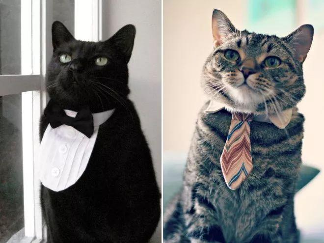 带领结的喵星人,简直帅呆了!
