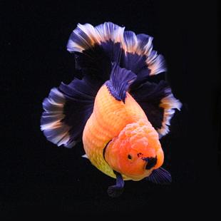进口百褶裙精品泰狮f1金鱼活体观赏鱼原泰冷水新手招财活鱼渔场