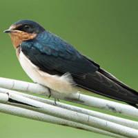 燕子头像图片大全 最美丽的燕子高清微信头像