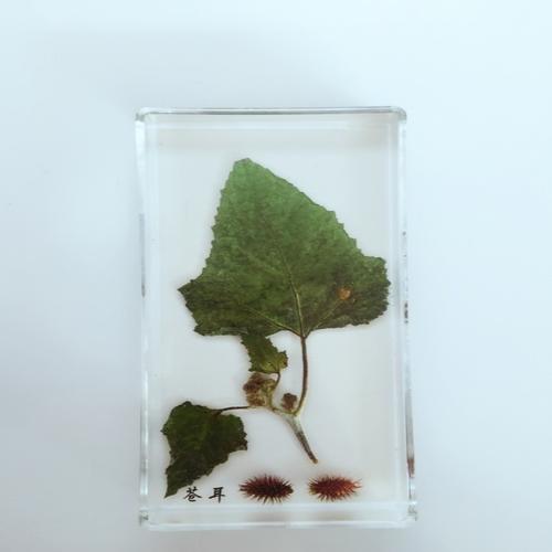 创意树脂工艺品厂家直销标本教学琥珀工艺品苍耳外形植物标本