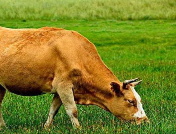 牛食欲不好怎么办牛吃草胃口不好怎么办这三点可以加强牛食欲