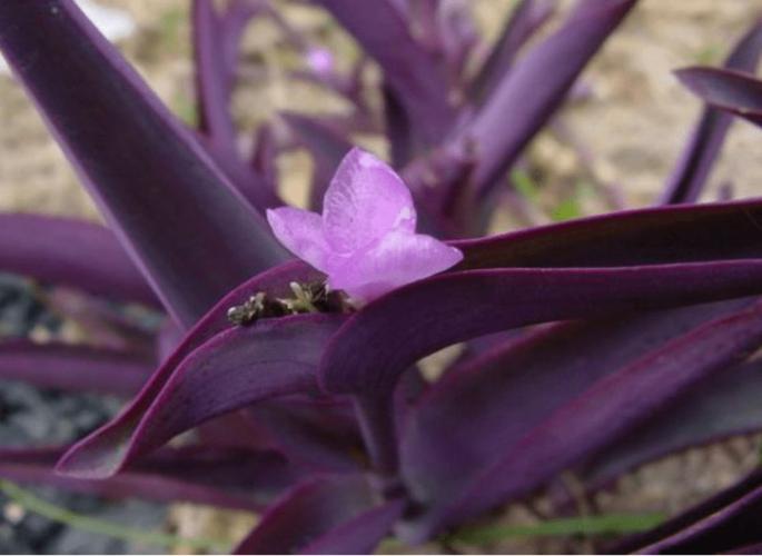 紫叶吊兰和吊竹梅的区别是什么?紫叶吊兰如何养殖?