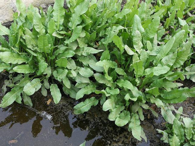 农村小河边的羊蹄草,俗称野菠菜,用它洗头能使头发
