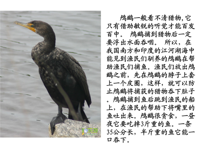 沪教版39_鸬鹚.ppt