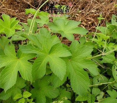 葎草的功效与作用