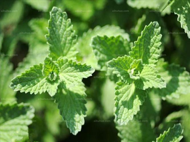 猫薄荷图片