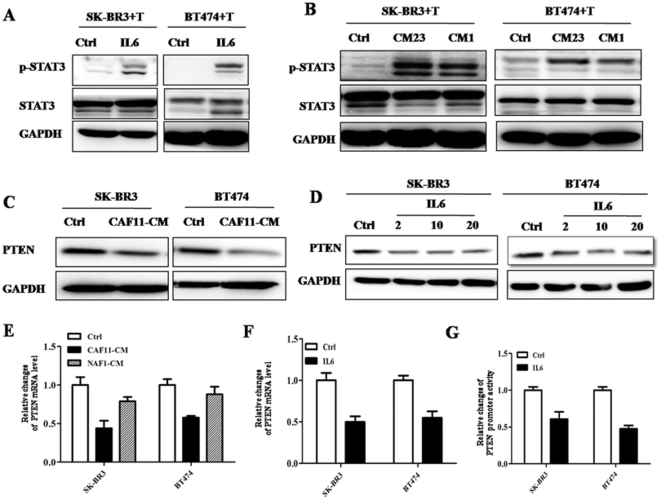 br3 (left) and bt474 (right) cells cultured with control, caf23