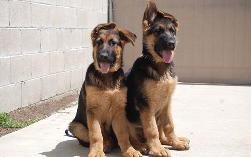 电脑狗狗壁纸最懂人类而且最听话的动物2