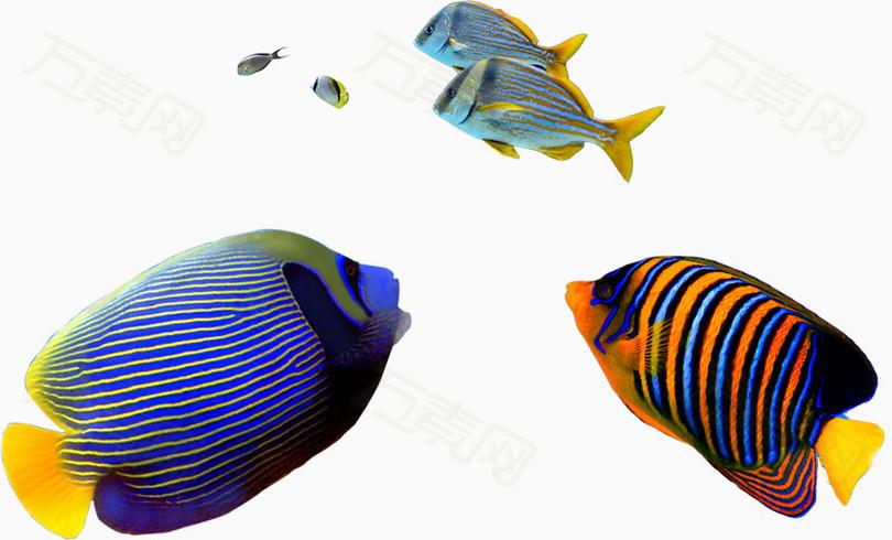 多彩条纹鱼