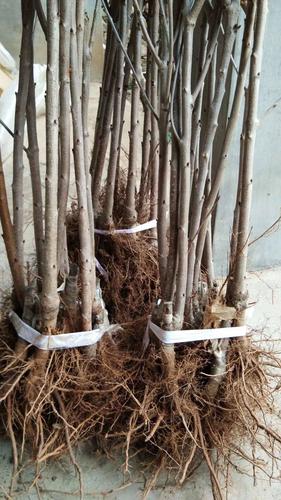 俄罗斯8号樱桃苗 俄罗斯八号大樱桃树苗,吉塞拉矮化大樱桃树苗