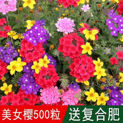 特价五色草_花海专用草籽美女樱种子别名草五色梅铺地马鞭草铺地锦