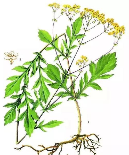  p>败酱科植物黄花败酱,白花败酱的干燥全草.