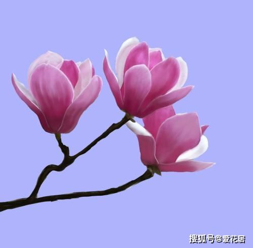 木兰花花语及寓意是什么?你知道麻木兰花送给谁合适吗