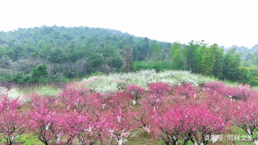 2019张家港赏花季系列活动┃香山梅花节文创集市即将