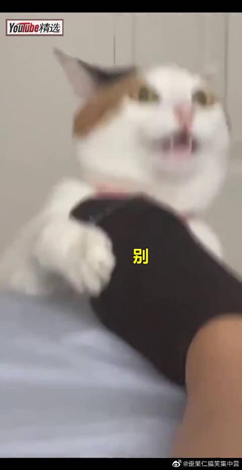 小猫咪抱着主人的脚一顿乱吸,吸的时候一脸上头的表情
