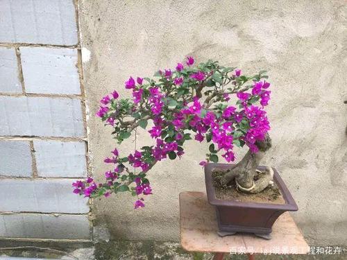 做掌上三角梅盆景,要漂亮,需要这么做