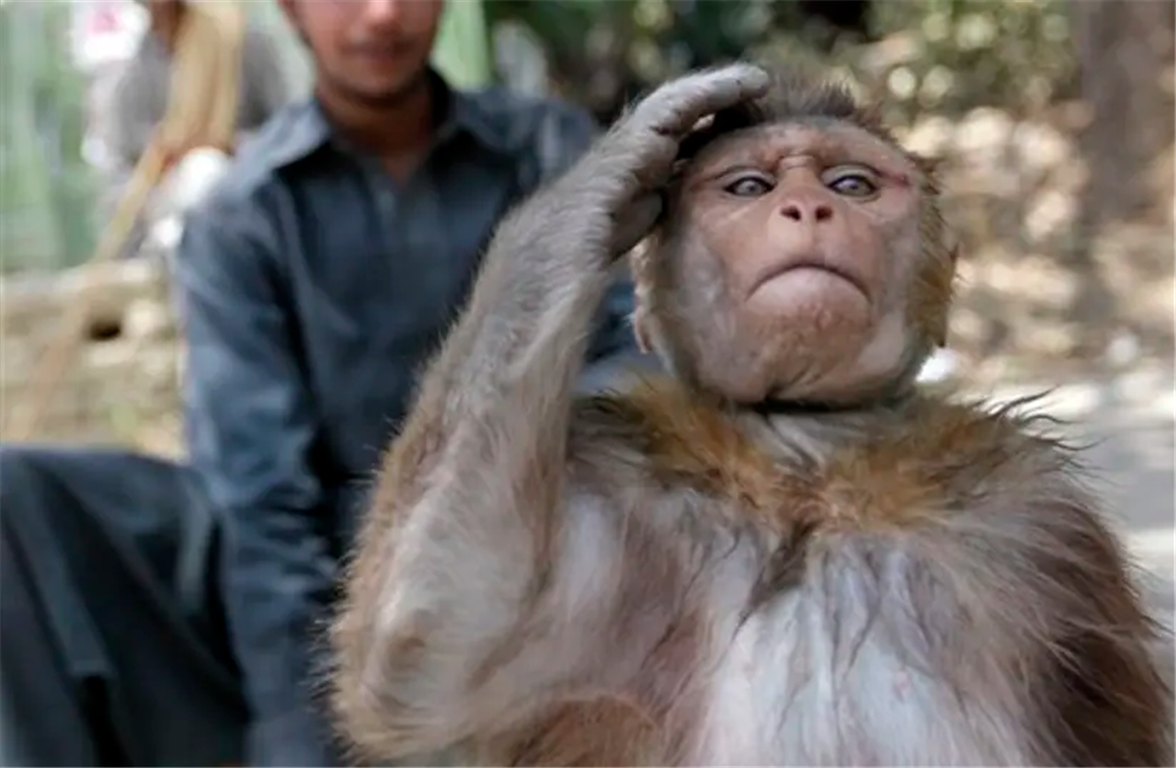 印度为了应对泛滥的猴子,当地警卫cosplay,让人"拍案叫绝"