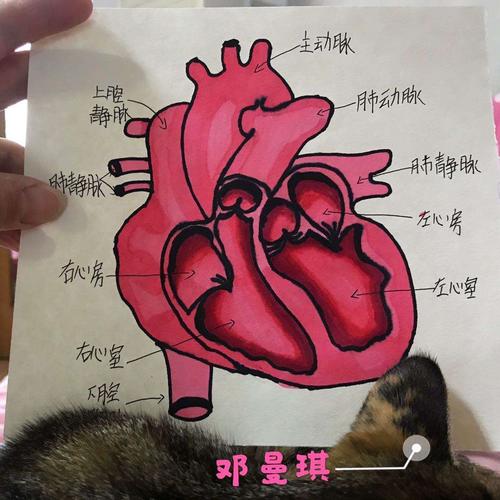 "心脏解剖图"优秀作业展