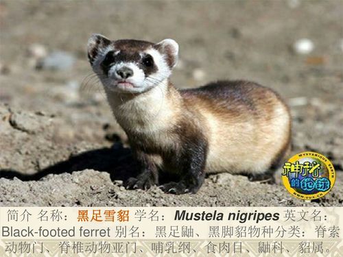 十种珍稀保护动物[赵鸿铭]