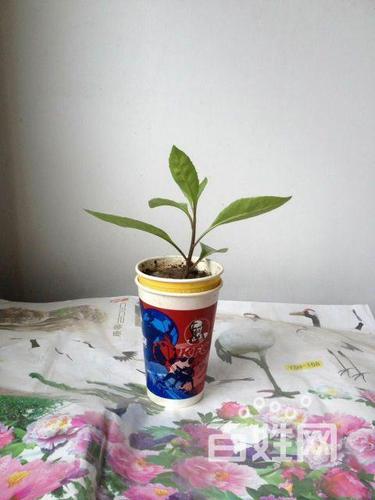 治糖尿病的绿色植物---胰岛树