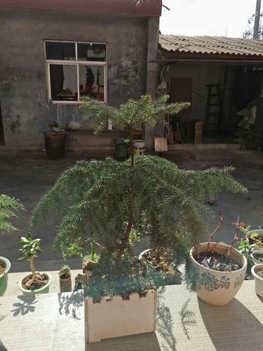 澳洲杉叶子太长了,如何修剪?