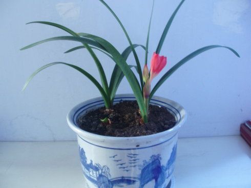 【03-紫根兰(开花期)】