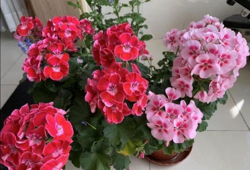 1种洋绣球好看又好养家里养几盆四季都开花