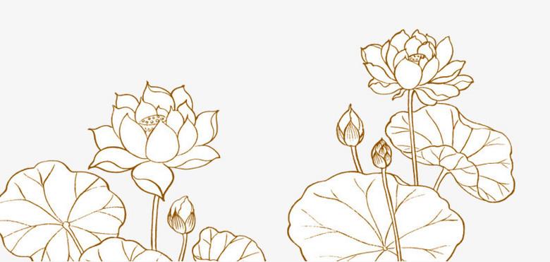 荷花线条图案