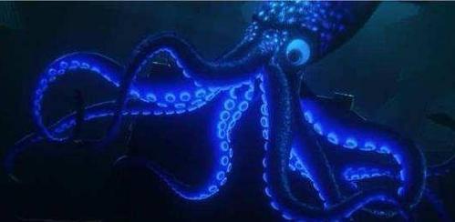 浅谈抹香鲸喜欢捕猎大王乌贼的原因