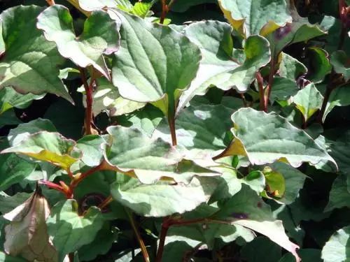 农村常见的一种草,在养猪上竟有这么多的妙用,值得收藏!