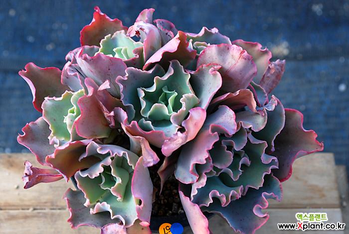 > 老庄高砂之翁群生 (echeveria cv takasagono okina)