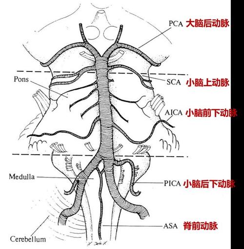 后循环系统又被称为椎-基底动脉系统.