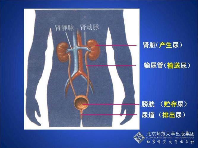 肾脏 (产生尿) 输尿管 (输送尿) 膀胱 (贮存尿) 尿道 (排出尿)