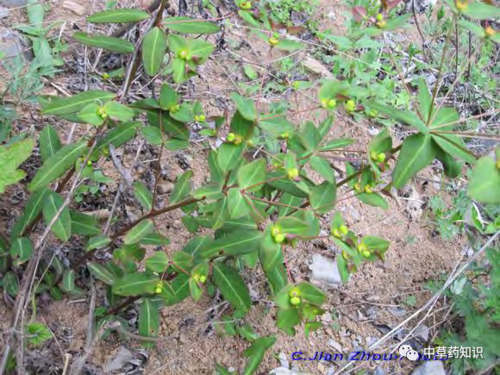 别名:京大戟,邛巨,红芽大戟,紫大戟,下马仙 采收加工:秋季地上部分