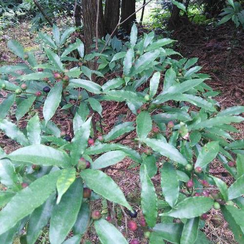 广西壮族自治区桂林市荔浦市牛奶树根