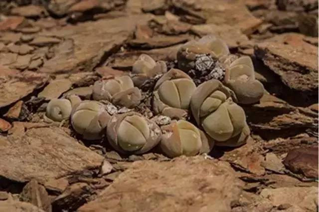 没听说过吧?当旱得没有一点儿水时,生石花就开始休眠了.