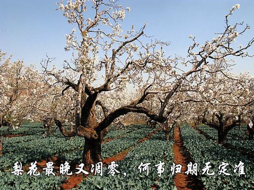 游团结乡经典假日谷纪实